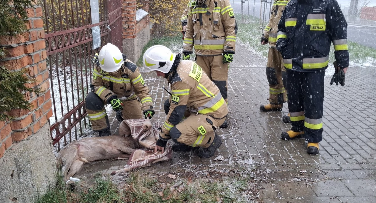 Dzięki szybkim i skutecznym działaniom strażaków, zwierzę zostało uwolnione z pułapki (Fot. UG Bartoszyce)