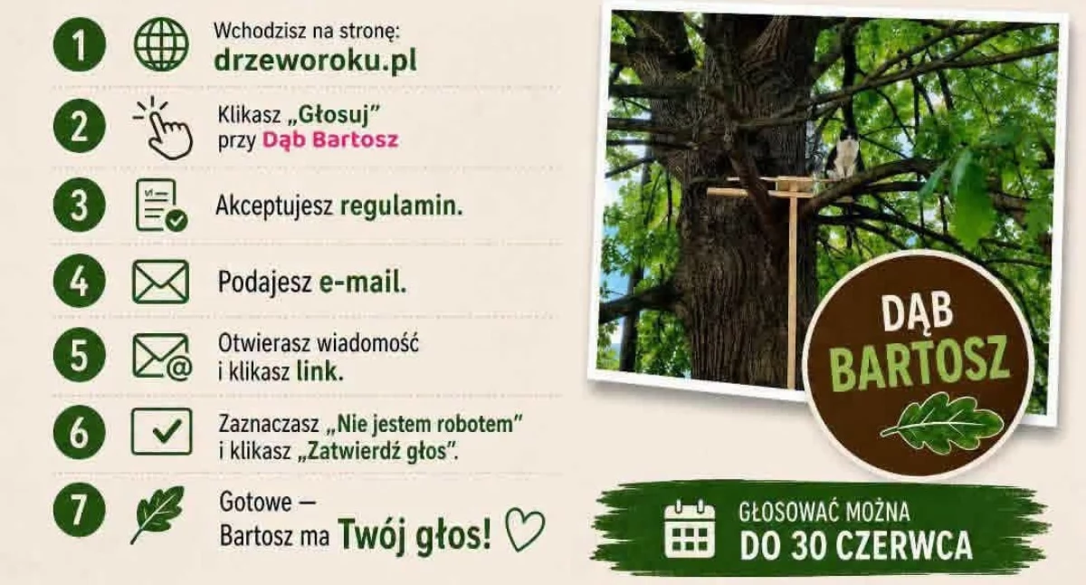 Miejsca, Bartosz konkursie Drzewo Bartoszyce muszą zmobilizować teraz - zdjęcie, fotografia