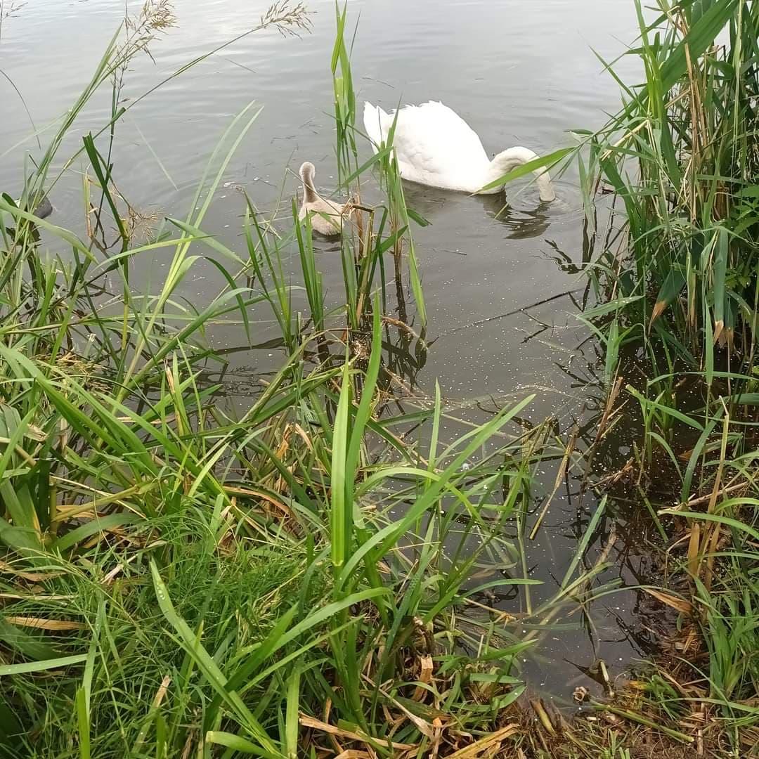 Z rodziny został łabędź i dwa maluszki