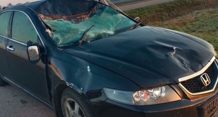 Mężczyzna jadący hondą w kierunku Bartoszyc, zderzył się z łosiem, który nagle wbiegł na drogę