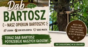Bartoszyce walczą o tytuł Drzewa Roku 2026. Dąb Bartosz w ścisłej czołówce konkursu