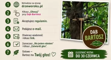 Dąb Bartosz w konkursie Drzewo Roku 2026. Bartoszyce muszą zmobilizować się teraz