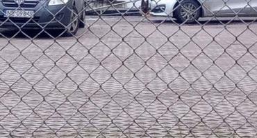 Czytelnik zainteresował się losem psa z bartoszyckiej komendy